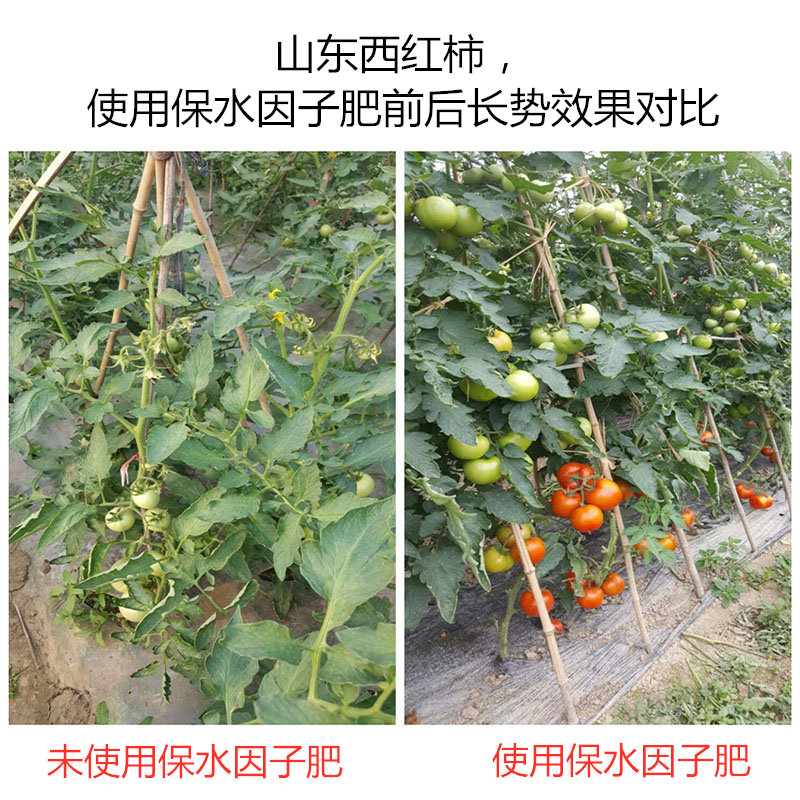 山东西红柿，使用保水因子肥前后长势效果对比