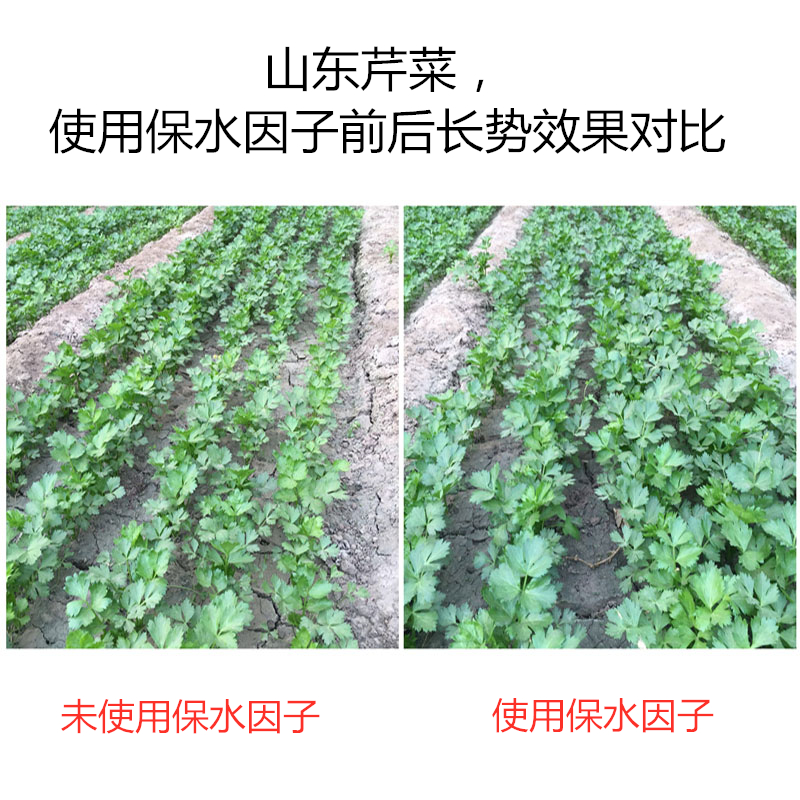 山东芹菜，使用保水因子前后长势效果对比