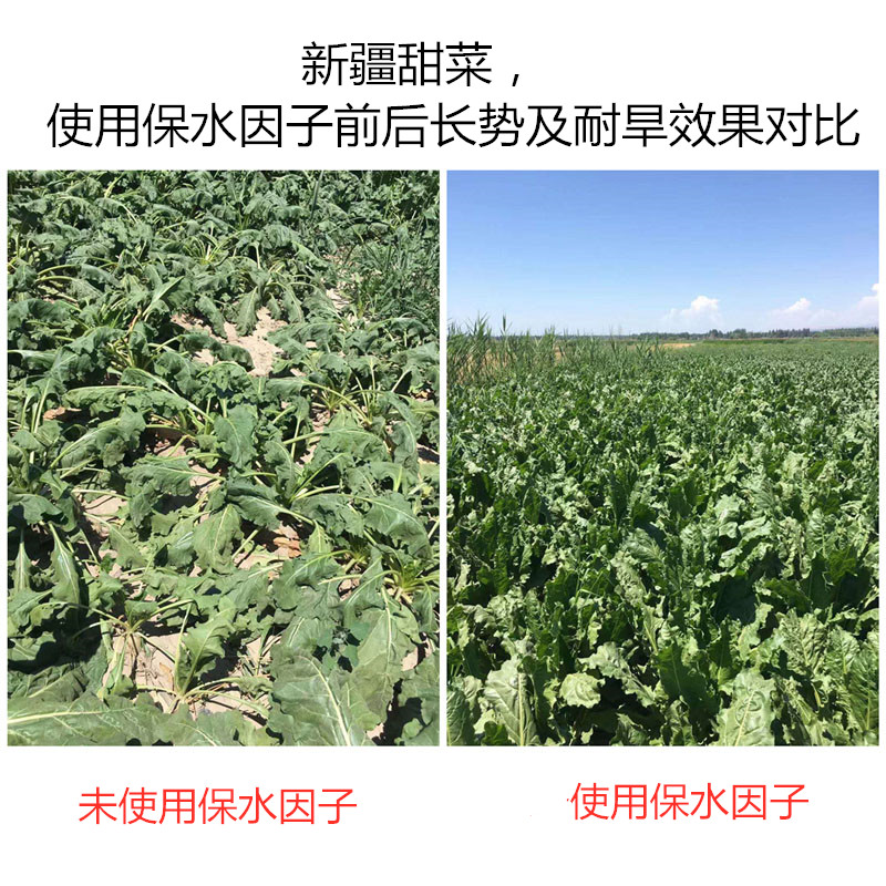 新疆甜菜，使用保水因子前后长势及耐旱效果对比
