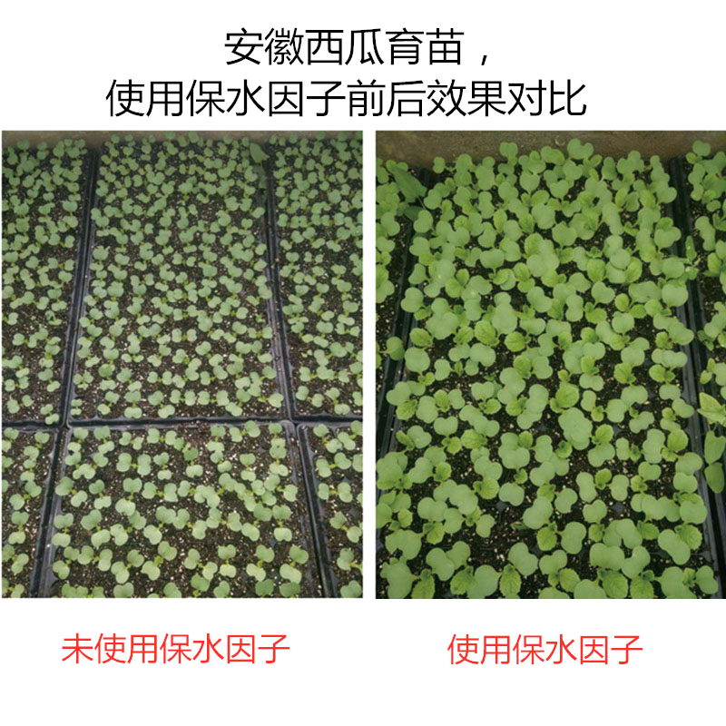 安徽西瓜育苗，使用保水因子前后效果对比