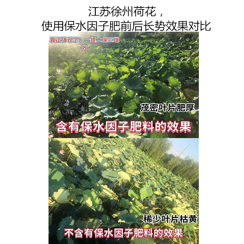 江苏徐州荷花，使用保水因子肥前后长势效果对比