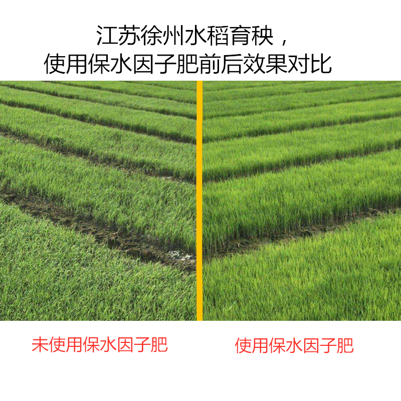 江苏徐州水稻育秧，使用保水因子肥前后效果对比